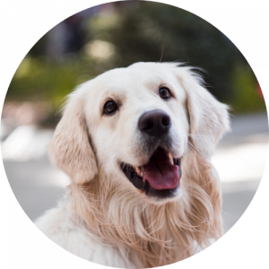 Kutya - Szemere Vet - Szemere Vet Állatorvosi Rendelő Budapest