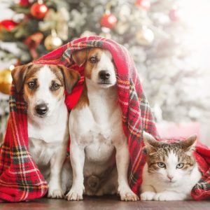 Karácsony - Szemere Vet - Állatorvosi Rendelő